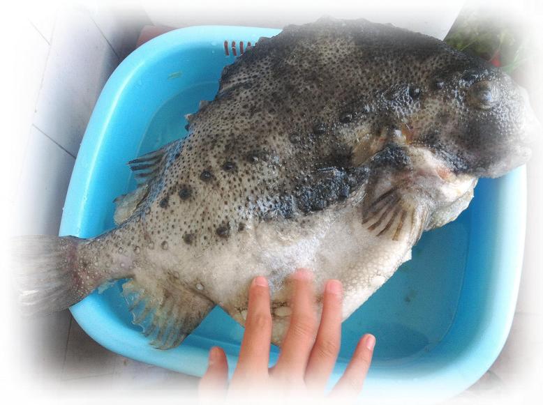 海参斑鱼(原浪浦斯鱼)属于圆鳍鱼科海鱼。英文LUMPFISH, 海参斑鱼产於冰岛及其北极和北大西洋两岸的冷水海域。生活在海底150-200米深处。平均成长期为6年。每年春季上来产卵. 海参斑鱼色泽雪白、 肉质鲜美, 口感滑嫩,是不可多得的深海冷水鱼种. 味道甘美之极。 海参斑鱼含鱼中的三最 ---- 鱼皮最厚.