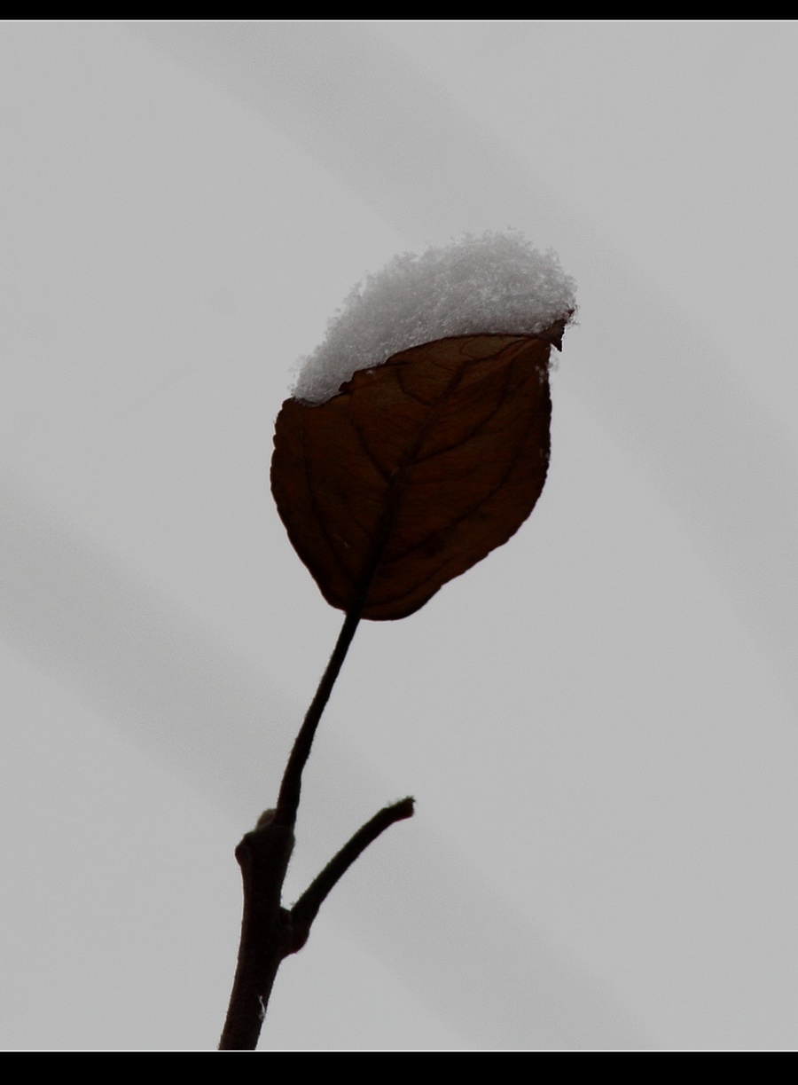 【原创摄影】手心里的雪花儿
