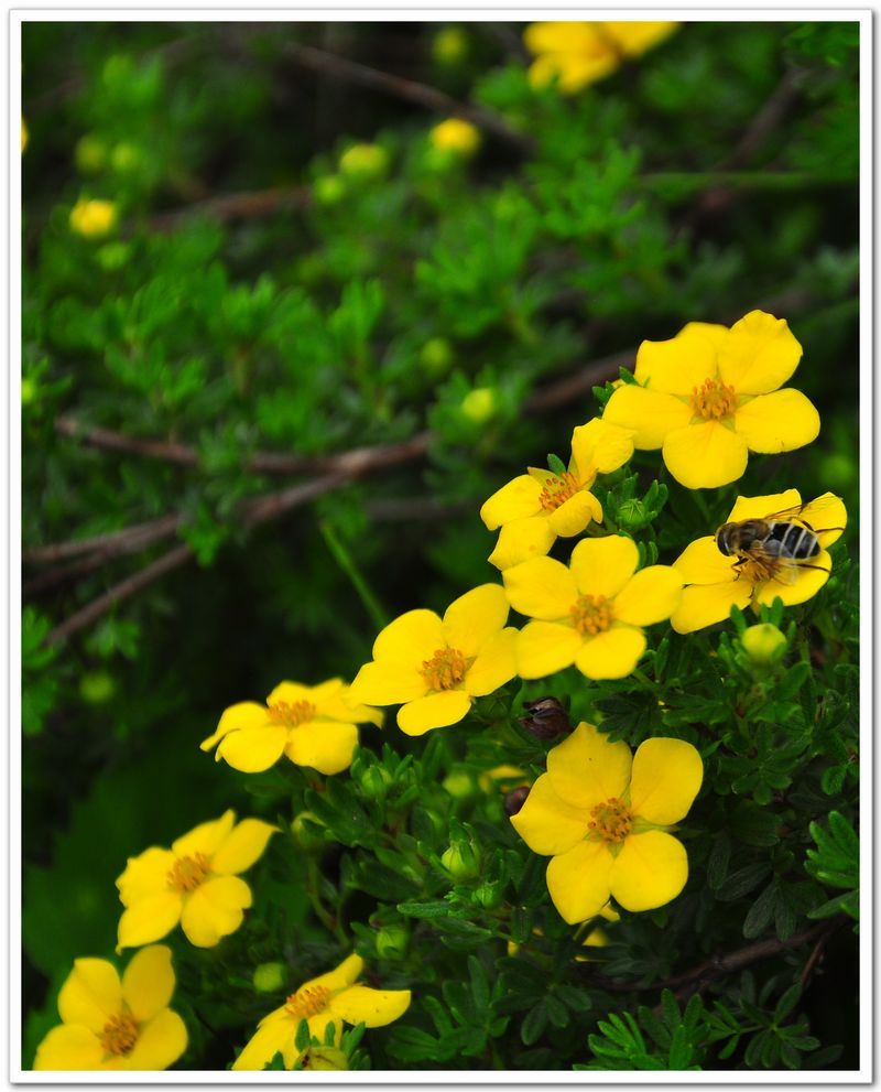 生命如花,芳香四溢_生命如花,芳香四溢作文_生命的芳香