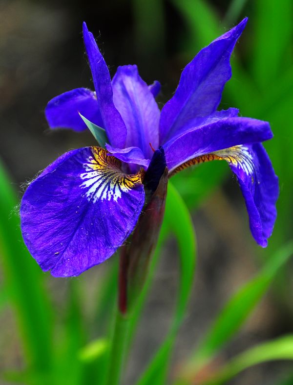 莺尾花高清