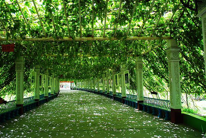 - 最专业的游戏论坛 葡萄架下的光阴 - powered by discuz!nt archive