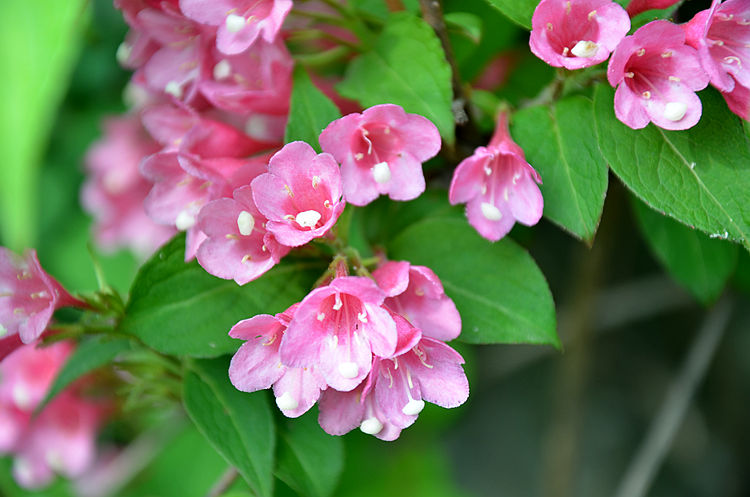 【爱②旅游】五色海棠