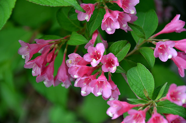 【爱②旅游】五色海棠